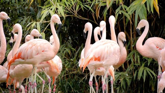 Rosa Flamingos