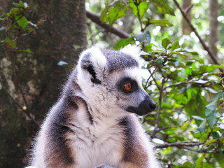 Portrait of Lemur
