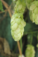 Fototapeta premium green hops