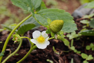 The flower and the strawberry fruit