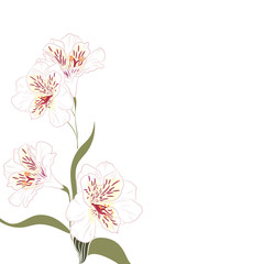 White alstroemeria elegant card. A spring decorative bouquet. Small floral garland. 