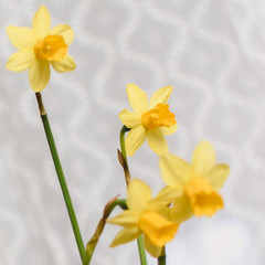 Spring Flowers in a Tea Cup.