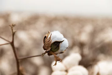 Cotton plant in the field © Ilias Kouroudis