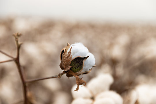 Cotton plant in the field