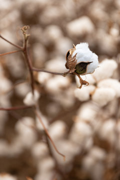 Cotton plant in the field