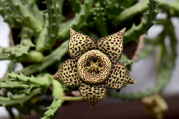 Stapelia variegata flower