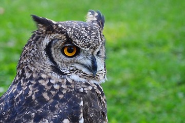 Mature Eurasian eagle-owl, latin name Bubo Bubo, looking to the right, eyes wide open, green lawn in background. 