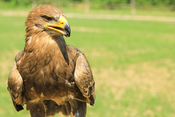 Portrait of Golden Eagle, Aquila chrysaetos, in the wilderness with green park background.