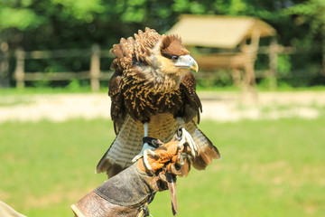 trained hawk in the hand of the falconer with leather glove. Falconry birds of prey in the wild...