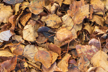 autumn leaves on the ground