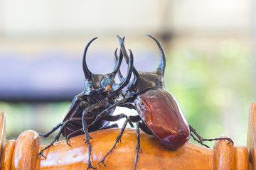close-up Siamese rhinoceros beetle (Xylotrupes gideon) or fighting beetle fighting on the wood