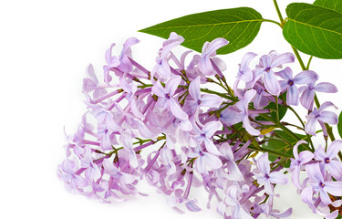 blossom lilac bunch isolated on white background