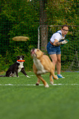 American Staffordshire Terrier dog on a summer day