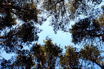 trees and sky