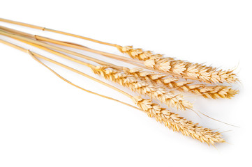 spikelet of wheat isolated on the white. Closeup photo