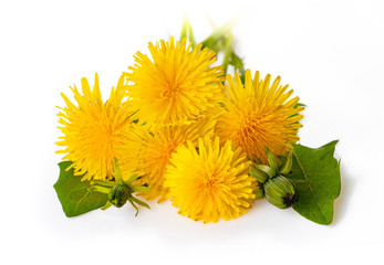 Yellow dandelion flowers (Taraxacum officinale). Dandelions isolated on white background. Blooming...