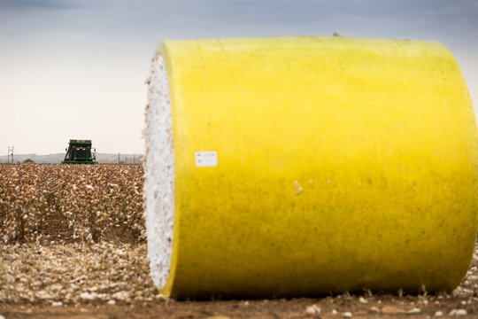 Cotton picker is harvesting a field in Greece