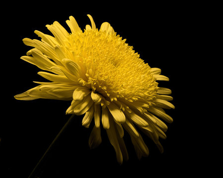 Yellow Gerbera 