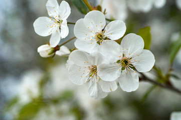 Fototapeta premium cherry blossoms in the garden in the spring close-up