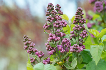 branch of blossoming lilac in the garden in spring