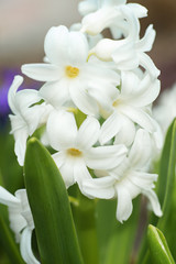Fototapeta na wymiar White Hyacinthus flower in spring garden