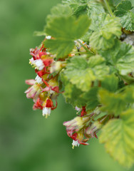 flowers gooseberry blooming on a branch of bush in garden closeup, nature background with selective focus