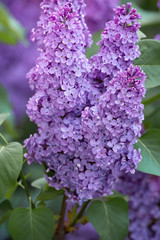 Spring branch of blossoming lilac