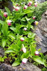 Flower of wild orchid Venerin slipper (Cypripedium macranthon) lady's slipper
