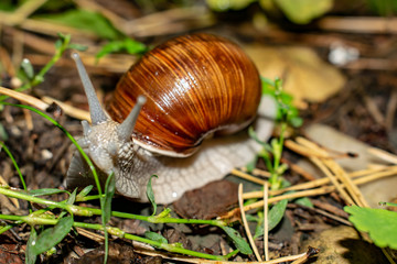 Big snail in shell crawling on road, summer day in garden