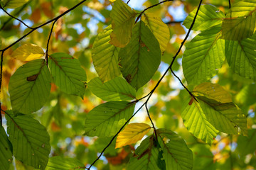 Bl&auml;tter von unten im Gegenlicht. Standort: Deutschland