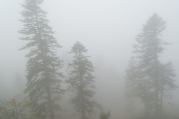 Landscape on a foggy forest