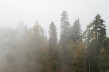 Landscape on a foggy forest, top view