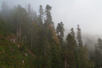 Beautiful landscape in the misty forest, top view
