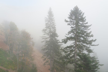 Beautiful landscape on a foggy forest