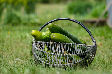 fresh cucumbers in metal basket in green meadow
