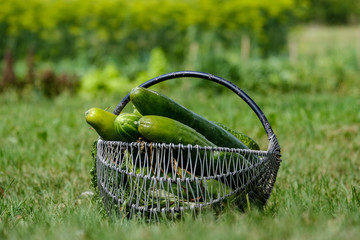 fresh cucumbers in metal basket in green meadow - obrazy, fototapety, plakaty