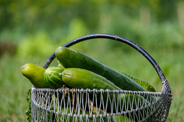 fresh cucumbers in metal basket in green meadow