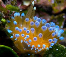 Nudibranchs in their habitat