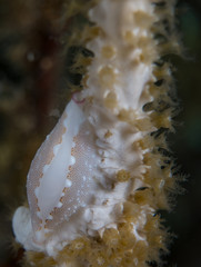 nudibranquio en la costa brava, mar mediterraneo