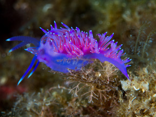 nudibranquio en la costa brava, mar mediterraneo