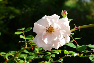romantic a blooming rose New Dawn with porcelain flower in the sun