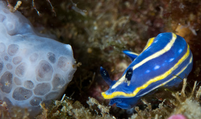nudibranquio en la costa brava, mar mediterraneo
