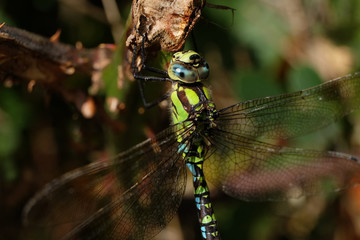 Libelle in Rheinland-Pfalz - Stockfoto