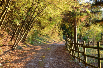 alberi autunno