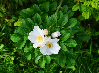 a bee on a blossom of a wrinkled rose, rosa rugosa white