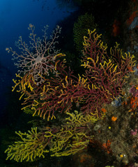 Fototapeta na wymiar nudibranquio en la costa brava, mar mediterraneo