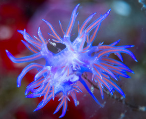 nudibranquio en la costa brava, mar mediterraneo