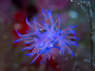 nudibranquio en la costa brava, mar mediterraneo