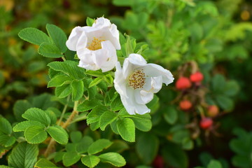 flowers and hips wrinkled in the garden, rosa rugosa white