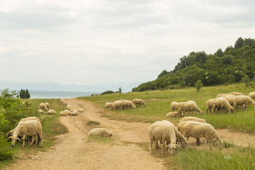 Naklejka na ściany i meble Sheep grazing in a meadow on Rodonit Peninsula, Albania. Adriatic Sea in the background.